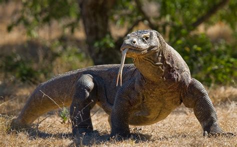 Komodo Dragon Anatomy