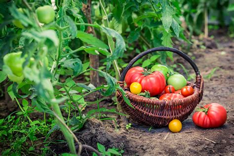 Summer harvesting tips: When to pick tomatoes, corn and beans | WTOP