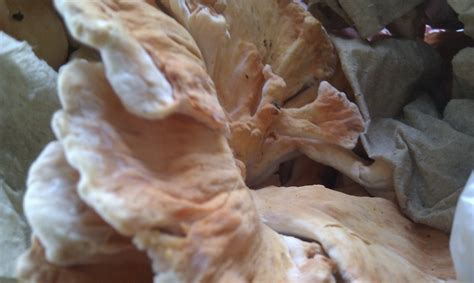 Chicken of the Wood | aka, Laetiporus. (edible mushroom) | abtmeelea | Flickr