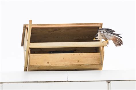 Peregrine Falcon Nesting Box | UP Health System - Marquette