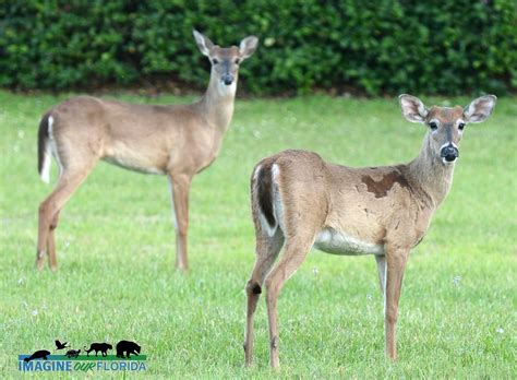 White-tailed Deer | Imagine Our Florida, Inc