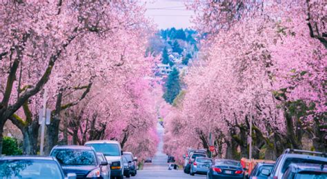 Vancouver Cherry Blossom Festival