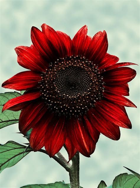 .:.Red Sunflower.:. by Ailedda on DeviantArt | Red sunflowers, Sunflower art, Sunflowers and daisies