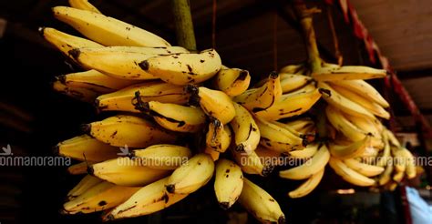 Kerala's very own 'Nendran' bananas will soon reach European markets | Business News | English ...