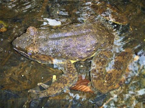 Society for Conservation Biology | The World's Biggest Frog