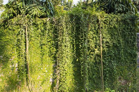 The detail of green climbing plants on a wall may be used as a texture concept background ...