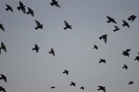 Murmuration of Starlings | Mon@rch's Nature Blog