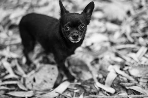 Rat Terrier Chihuahua Mix: A Spirited Companion