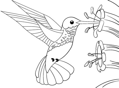 Beautiful Hummingbird coloring page - Download, Print or Color Online ...