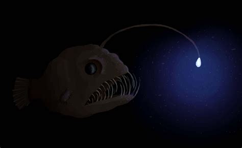Free download Anglerfish Wallpapers Backgrounds [1920x1172] for your Desktop, Mobile & Tablet ...