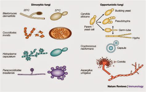 OH93 Independent study on FUNGI: Unique features of Fungi