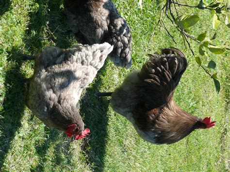 Blue/Black Australorps - Free Range Chooks