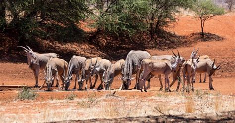 Eland Herd stock photo. Image of african, mammal, large - 138743962