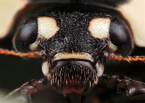 A Micro View of Our Garden: Photographing Insects & Spiders - Apogee Photo Magazine