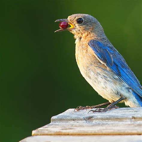 Attracting Birds to Your Garden | Chicago Botanic Garden