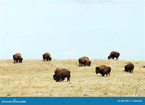 Wild bison herd stock image. Image of forests, flock, wander - 4857857