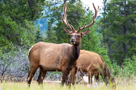 Jasper National Park: Evening or Morning Wildlife Watch Tour | GetYourGuide