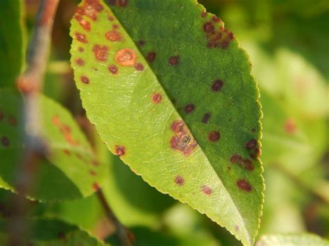 Cherry leaf spot | UMN Extension