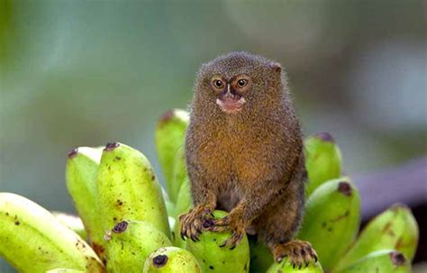 How Much Do Finger Monkeys Cost? - Petaddon