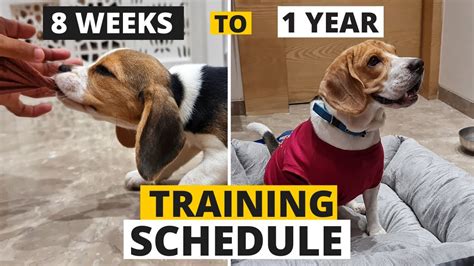 Complete Beagle Puppy Training Schedule by Age - YouTube