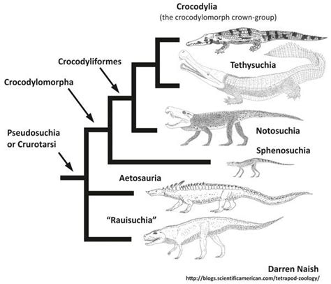 Highly simplified 'consensus' phylogeny for Crocodylomorpha and kin to ...