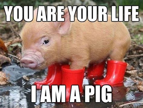 20 Cute Pig Memes That Will Surely Steal Your Heart - SayingImages.com ...