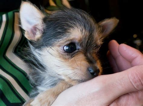 Chihuahua Yorkshire Terrier Mix Photos | ThriftyFun