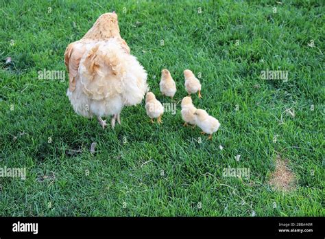 Mother hen and chicks hi-res stock photography and images - Alamy