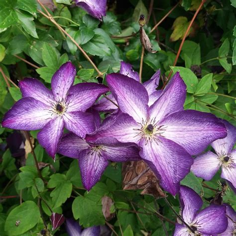 Clematis viticella 'Venosa Violacea' | Best in Horticulture