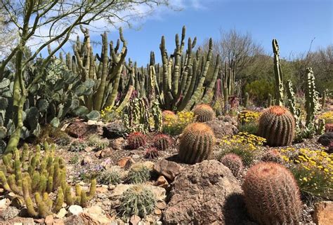 Sonora Desert Museum Tucson Arizona Day Trip Idea