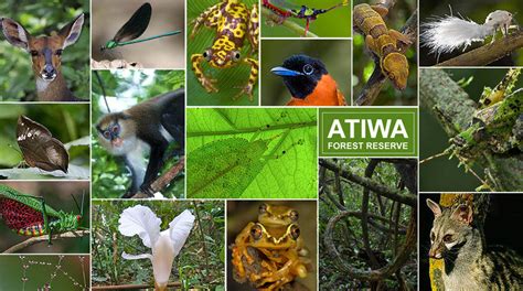 Ghana’s Atiwa rainforest needs protection - Rainforest Rescue