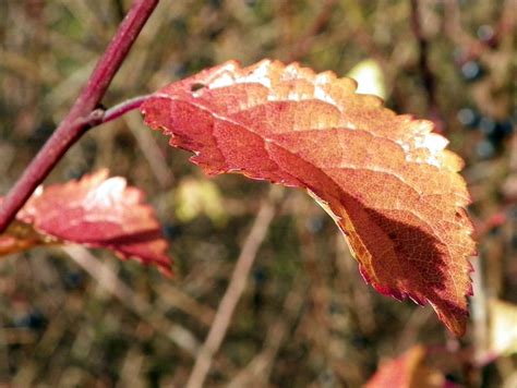 Blackthorn (Prunus spinosa) autumn leaf | Blackthorn (Prunus… | Flickr