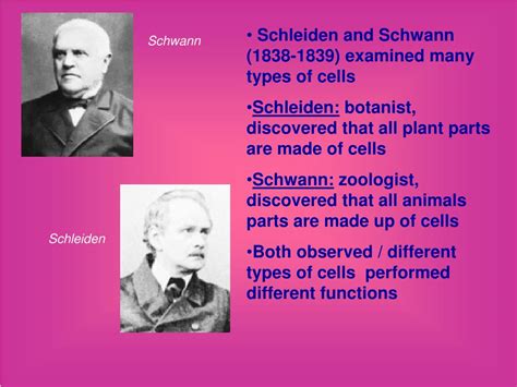 PPT - Microscopes & Cell theory PowerPoint Presentation, free download - ID:2696782