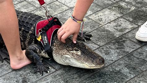 Emotional support alligator? A list of other unexpected animals you might find in LOVE Park - On ...