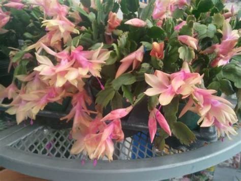 Blue Christmas Cactus Colors - Christmas Day