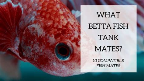 Betta Tank Mates: The 10 Best Companions for Your Betta Fish