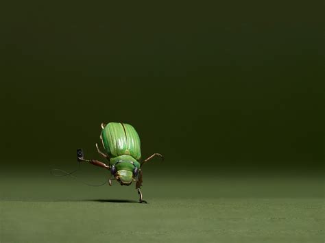 Dancing Bug 1152 x 864 Wallpaper