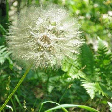 Salsify (Oyster Plant) Seeds | Terroir Seeds