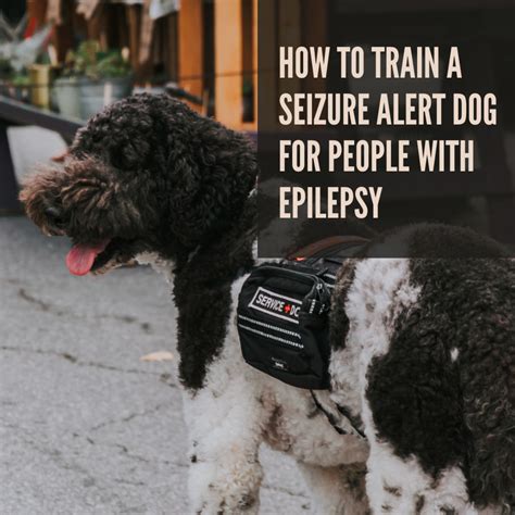 How To Train A Dog To Detect Seizures