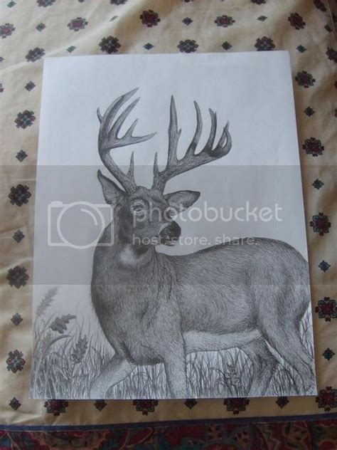 Buck drawing | Taxidermy Talk