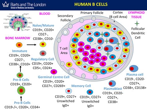 Multiple Sclerosis Research: Education: B cells are not a single subpoulation