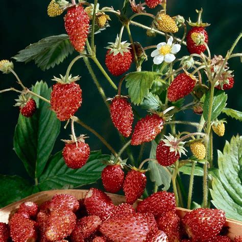 Store — Alpine Strawberry ‘Mignonette’ Wild Strawberries