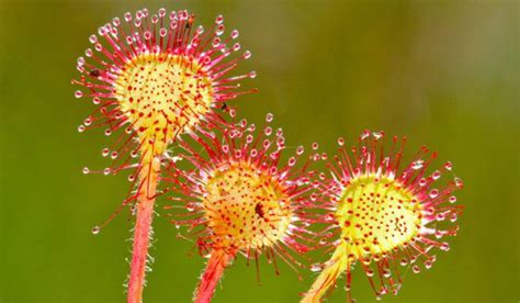 Sundew Plant: Facts, Grow and Care Tips in 2023