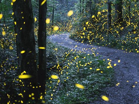 Synchronous Fireflies | Smithsonian Photo Contest | Smithsonian Magazine