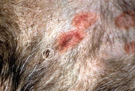 Pictures of Skin Problems in Dogs: From Dandruff to Ringworm