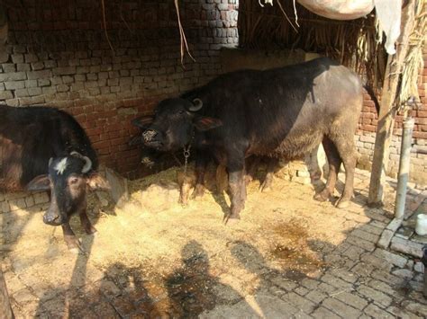 Breeds: Indian buffalo - adult in Cows (Bovis) | Vetlexicon