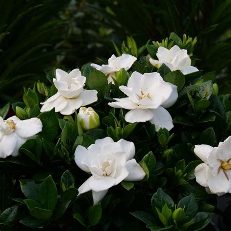 Gardenia jasminoides 'Steady As She Goes®' Prince Charles Gardenia from ...