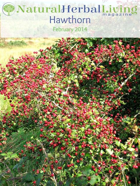 Natural Herbal Living - Hawthorn edition, magazine just $4 | Hawthorn ...