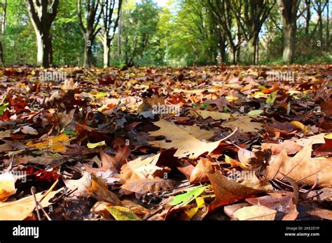 Autumn leaves in forest background (Bushy Park, Hampton, England Stock ...