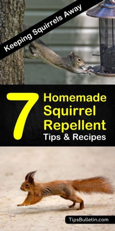 Keep Squirrels Away - 7 Homemade Squirrel Repellent Tips